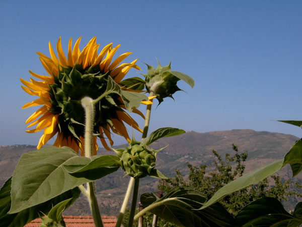 Girasole monti